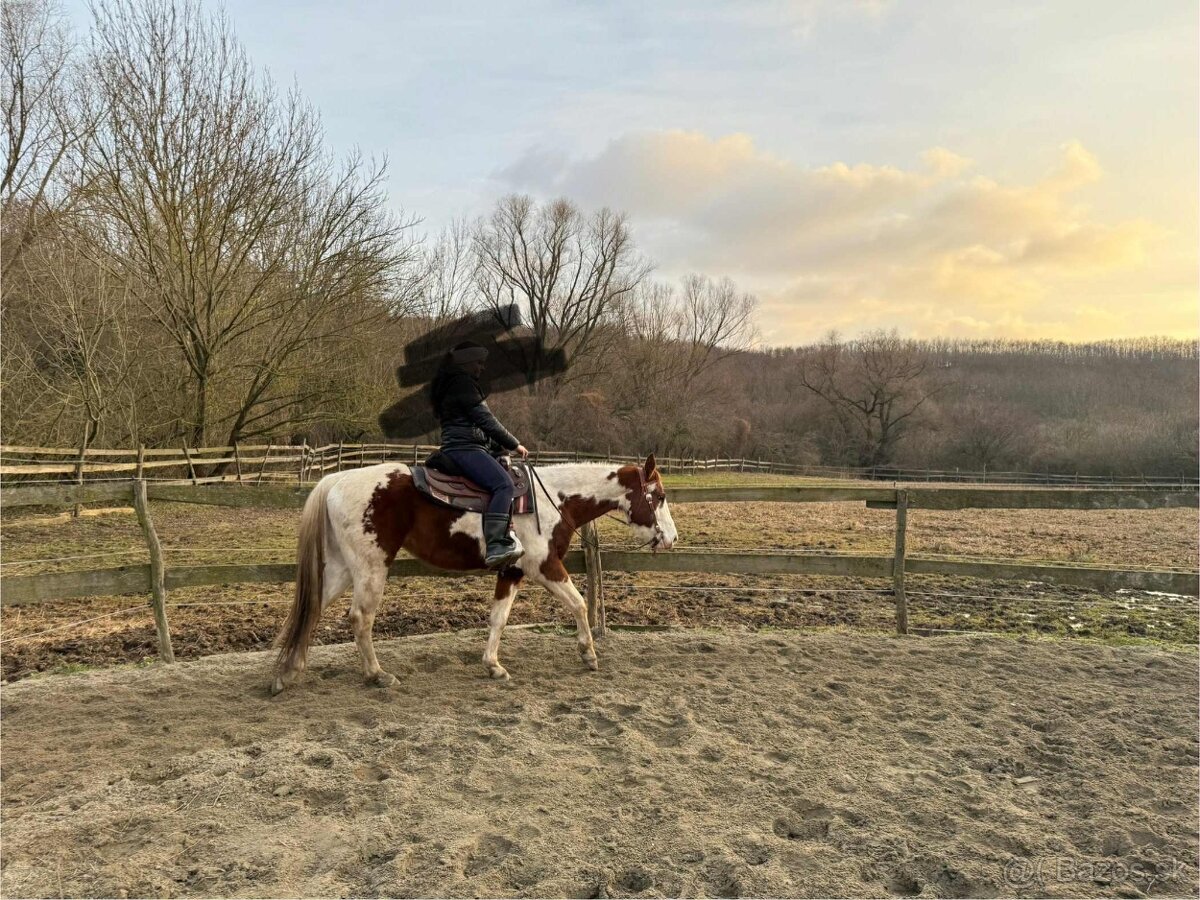 Valach na predaj - 4