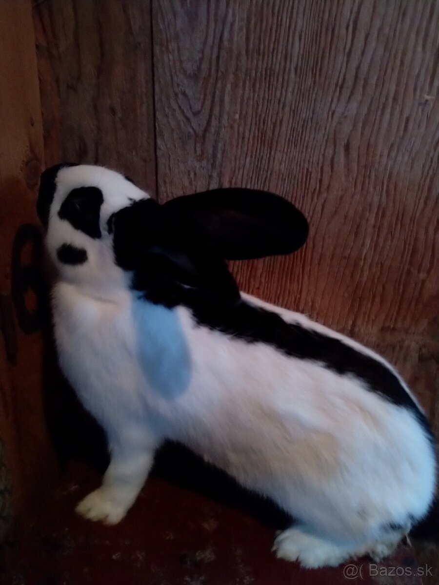 Nemecký obrovitý strakáč - 4