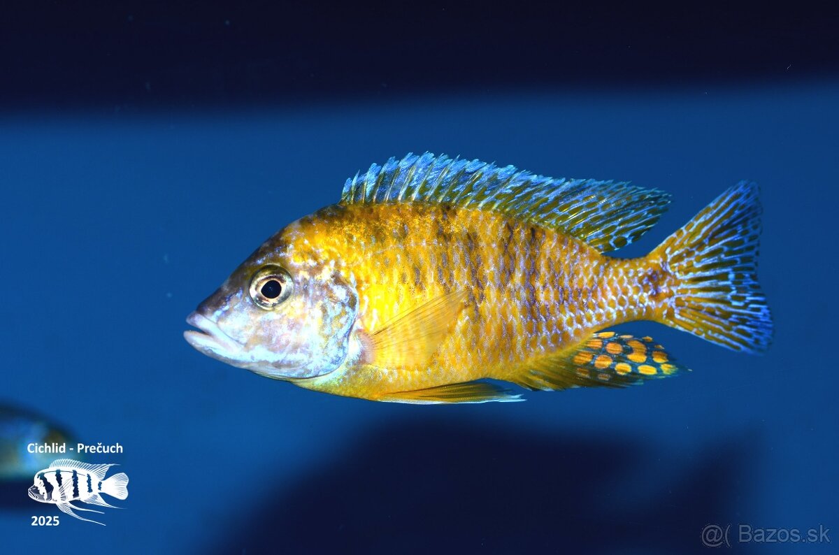 Africké cichlidy Malawi - 4
