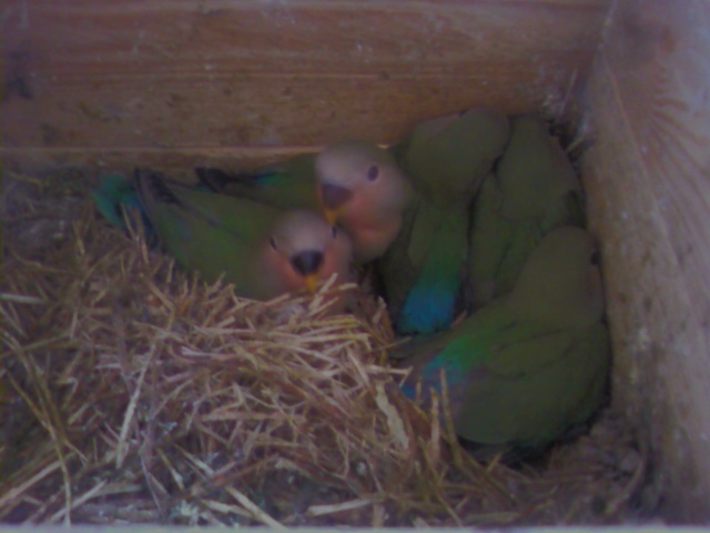 Agapornis Ruzovohrdly - mladé 2025 - 4