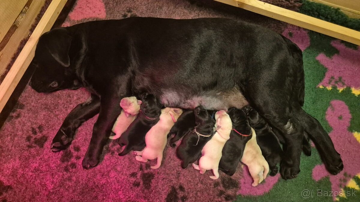 Labrador retriever - šteniatka - 4