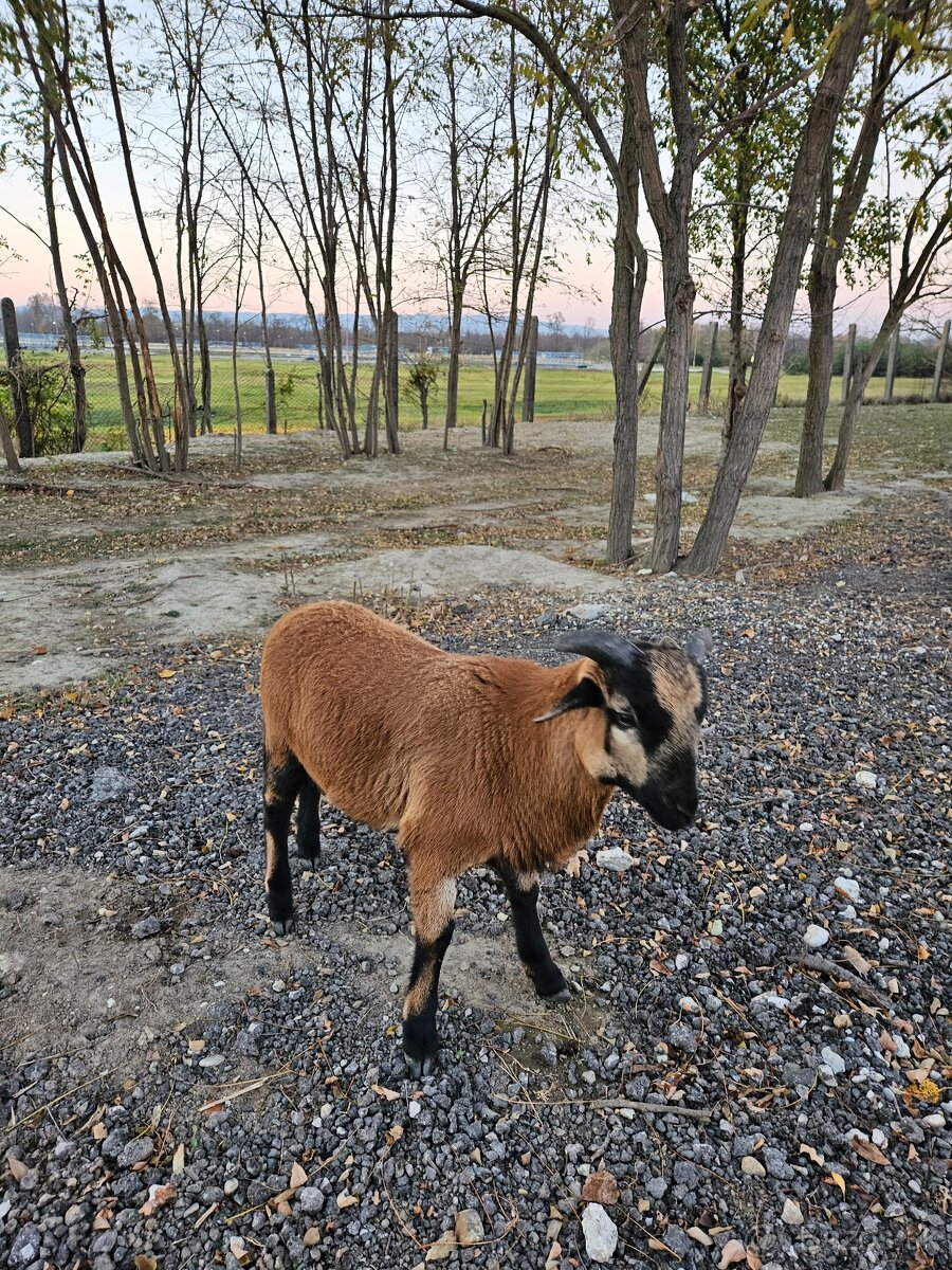 Predam kamerunske ovce - 4