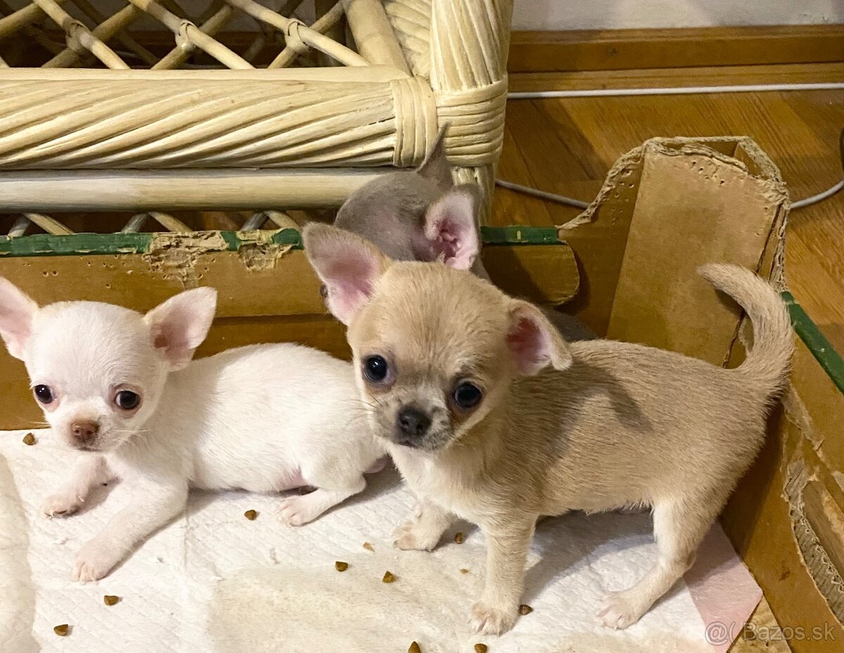 Čivava biely psík - 4