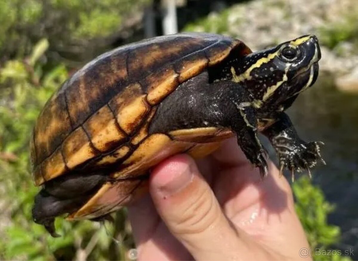 Kúpim vodné korytnačky - 4