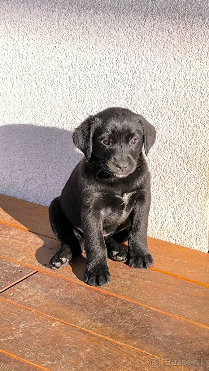 Labrador steniatko - 4