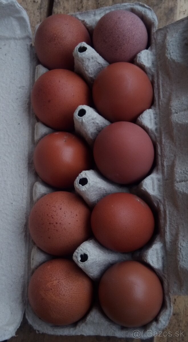 NV tmavohnedé Marans - 4