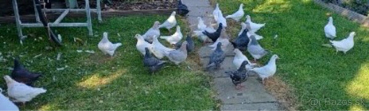 Holuby Texany - 4
