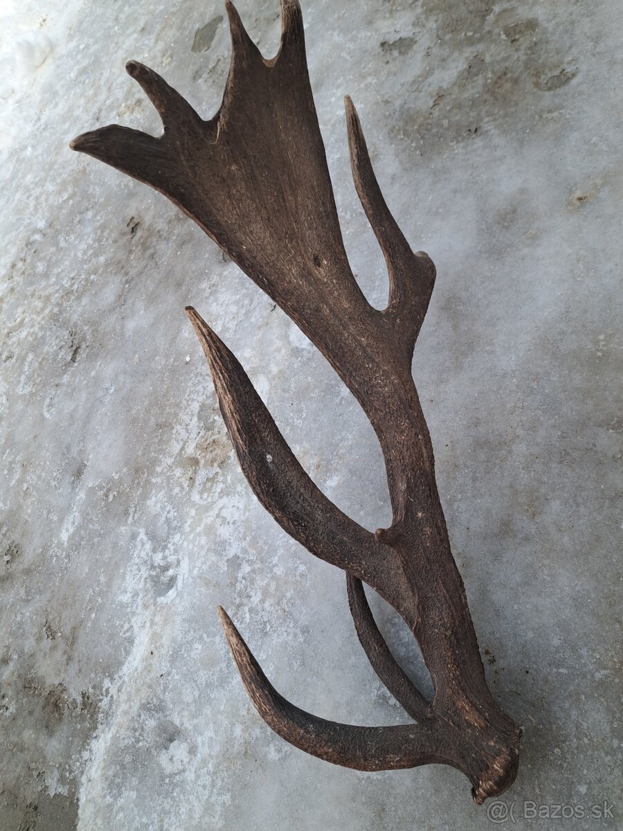 Parohy, parozie, jelen - 4