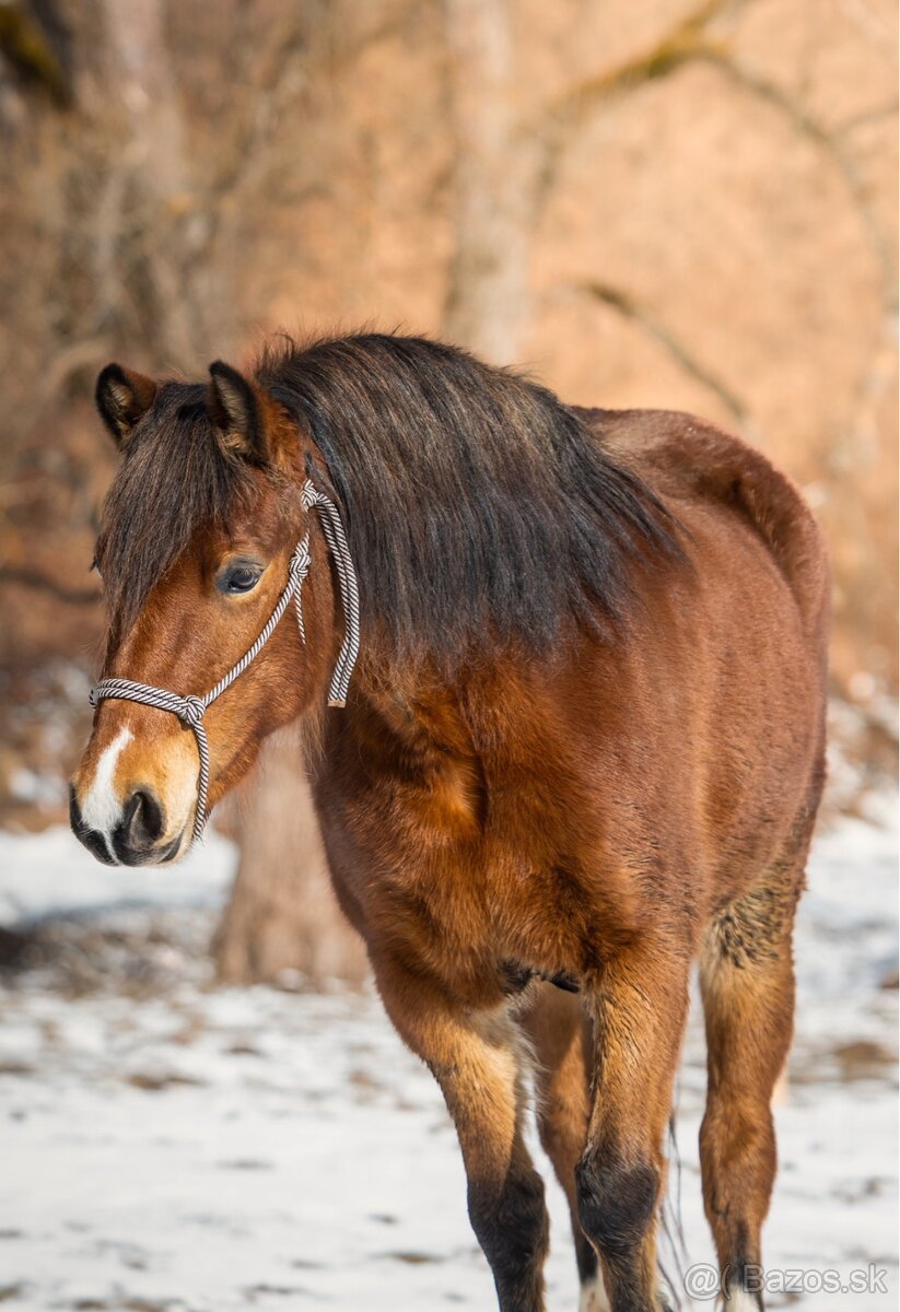Welsh pony kobyla - 4