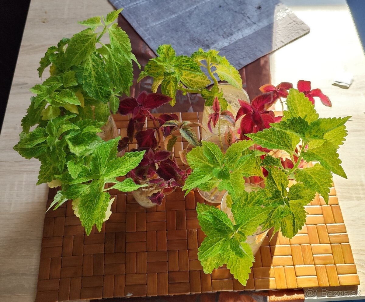 Predávam odrezky Coleus - 4
