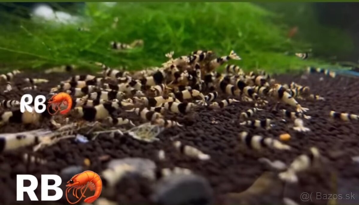 PREMIUM AKVA KREVETKY🦐Caridina a Neocaridina- Odber Zilina - 4