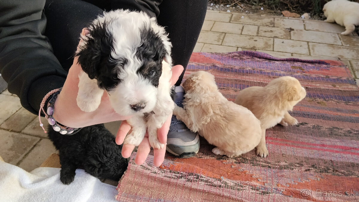 Darujem šteniatka - 4