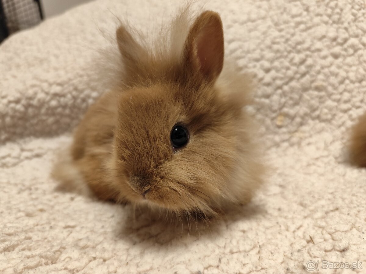 Teddy Hegyeshalom - 4