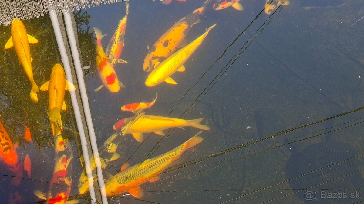 Koi kapre - 4