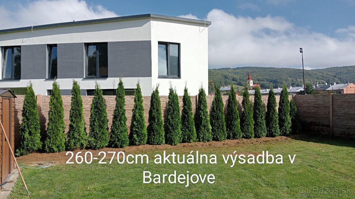 Tuja Smaragd, vavrínovec, červienka, gaštan - Prešov - 4