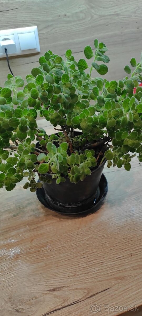 izbové rastliny - 4