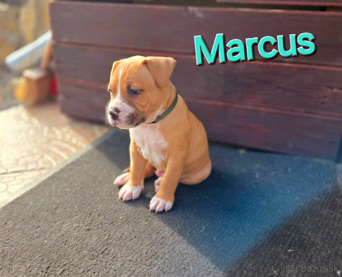 Americký stafordširský teriér - 4