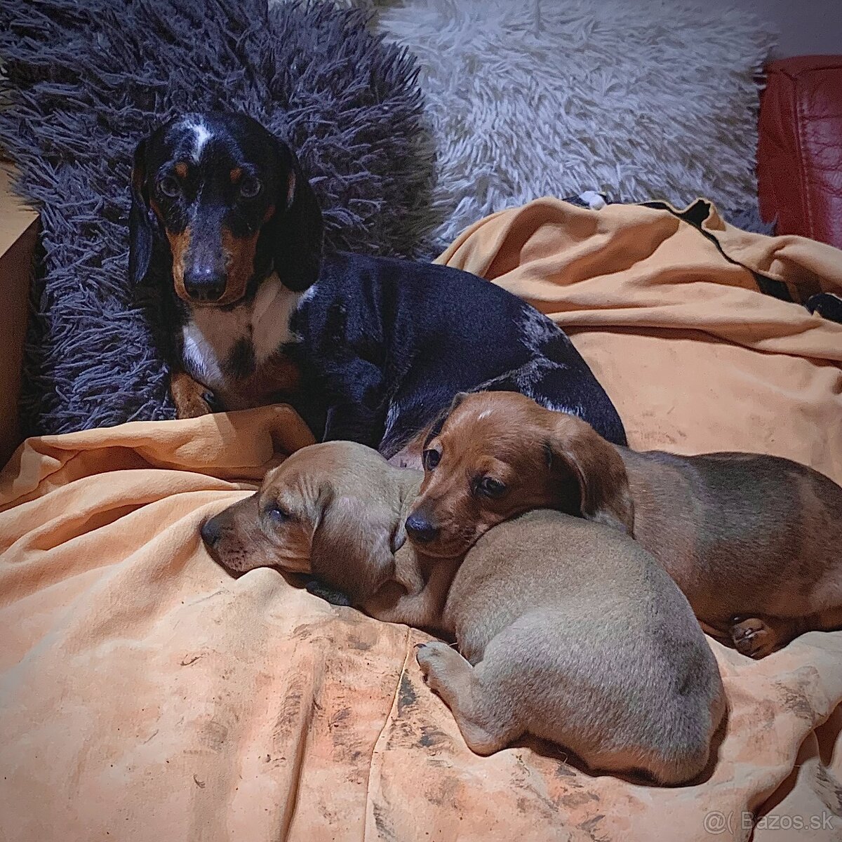 Jezevčík trpasličí merle - 4