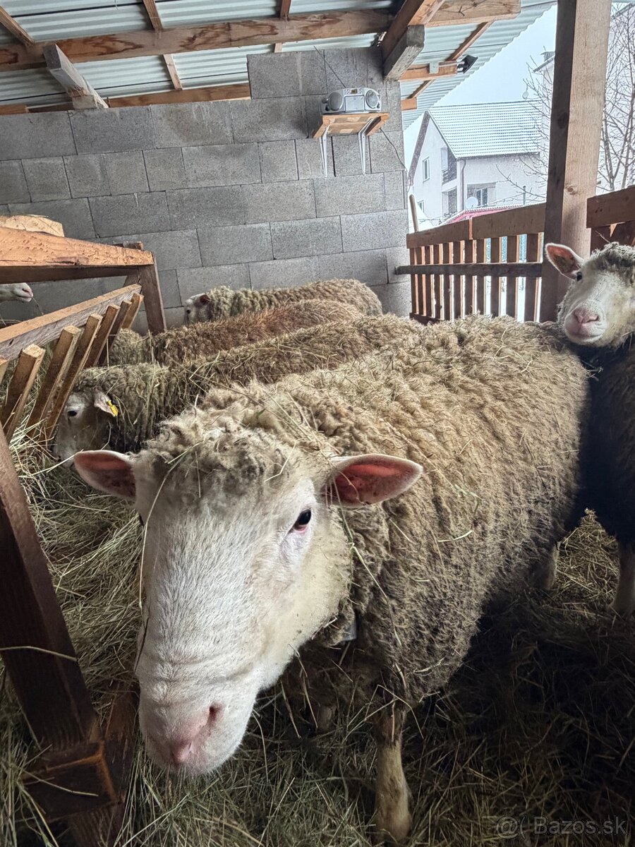 Baran Ille de France - 4