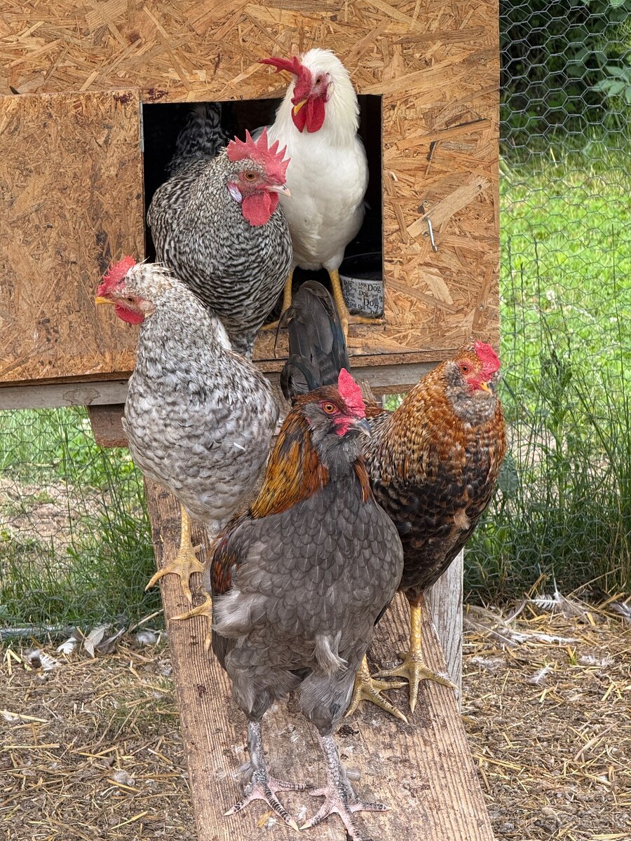 Kohut araucana - 4