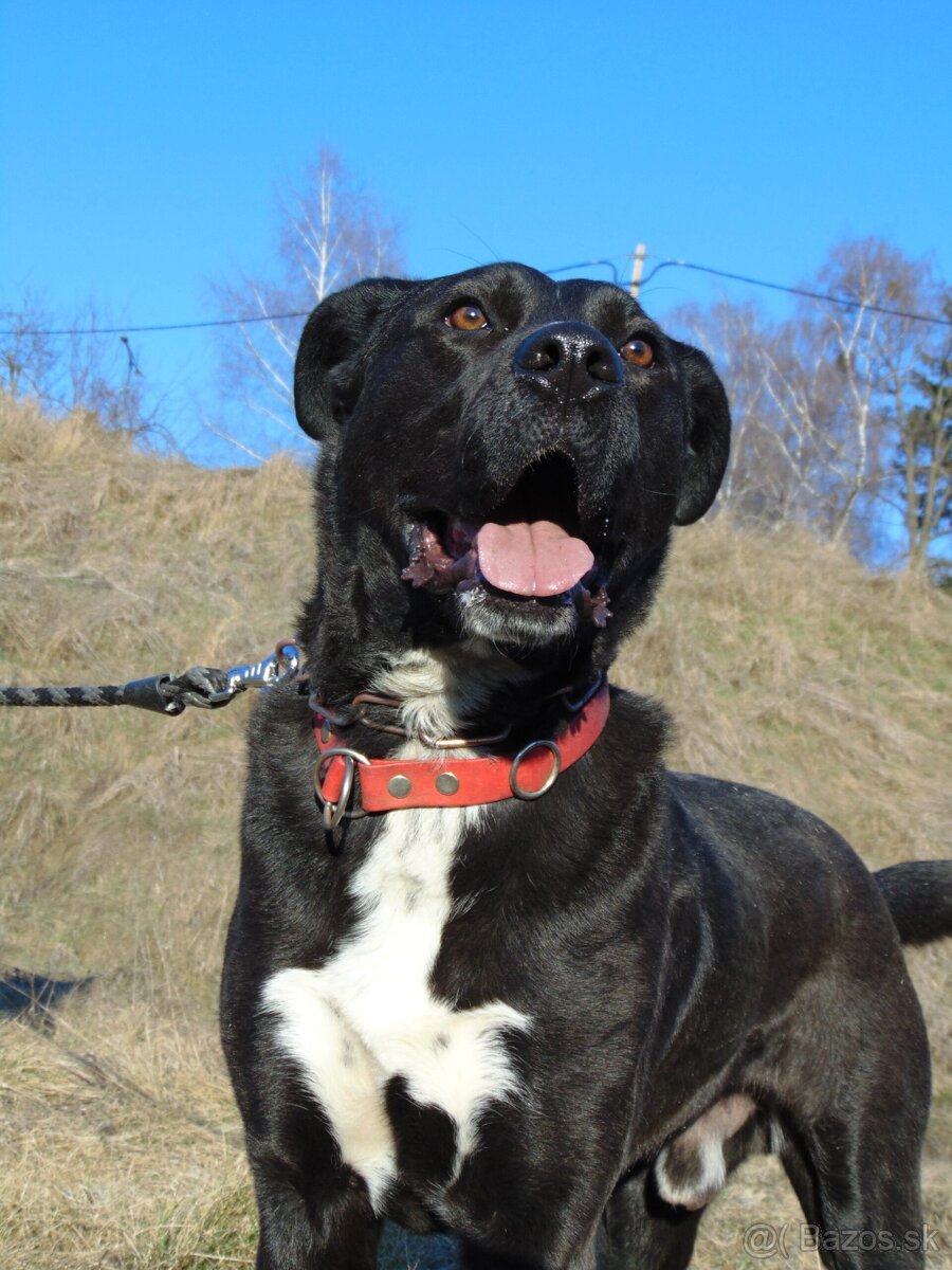 Darujem rodinného psa Danteho - mix labrador / doga - 4