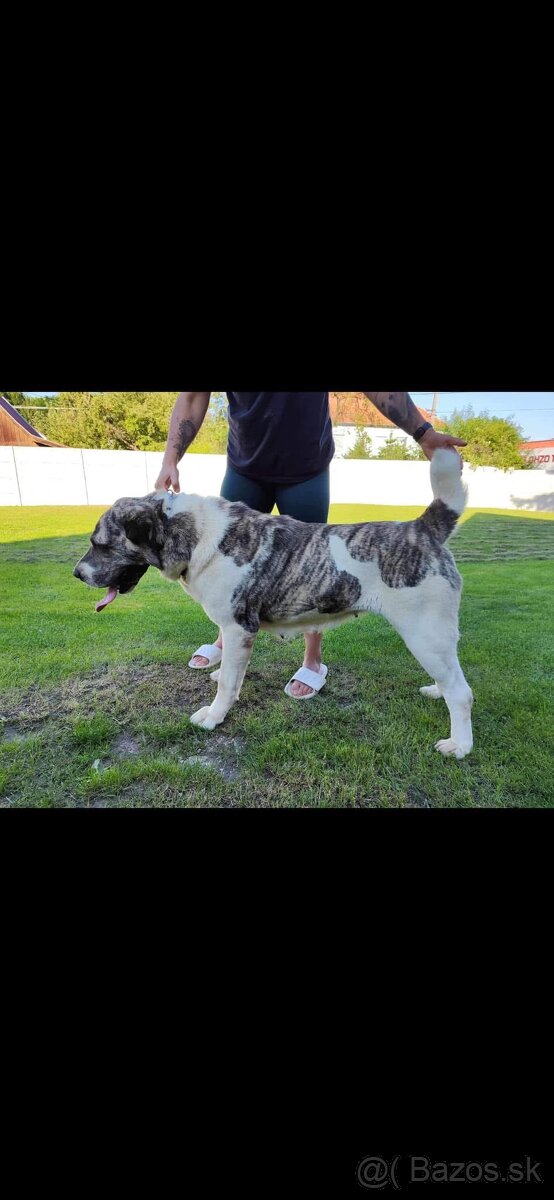 Stredoazijský ovčiak - 4