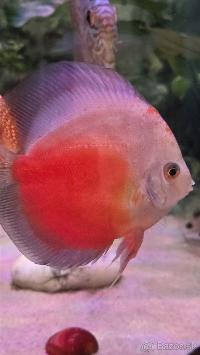 Predám skupinu krásnych terčovcov (Discus) - 7 kusov, 12 cm - 4