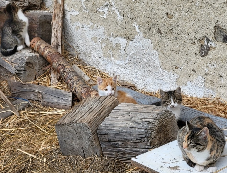 Darujem mačiatká - 4