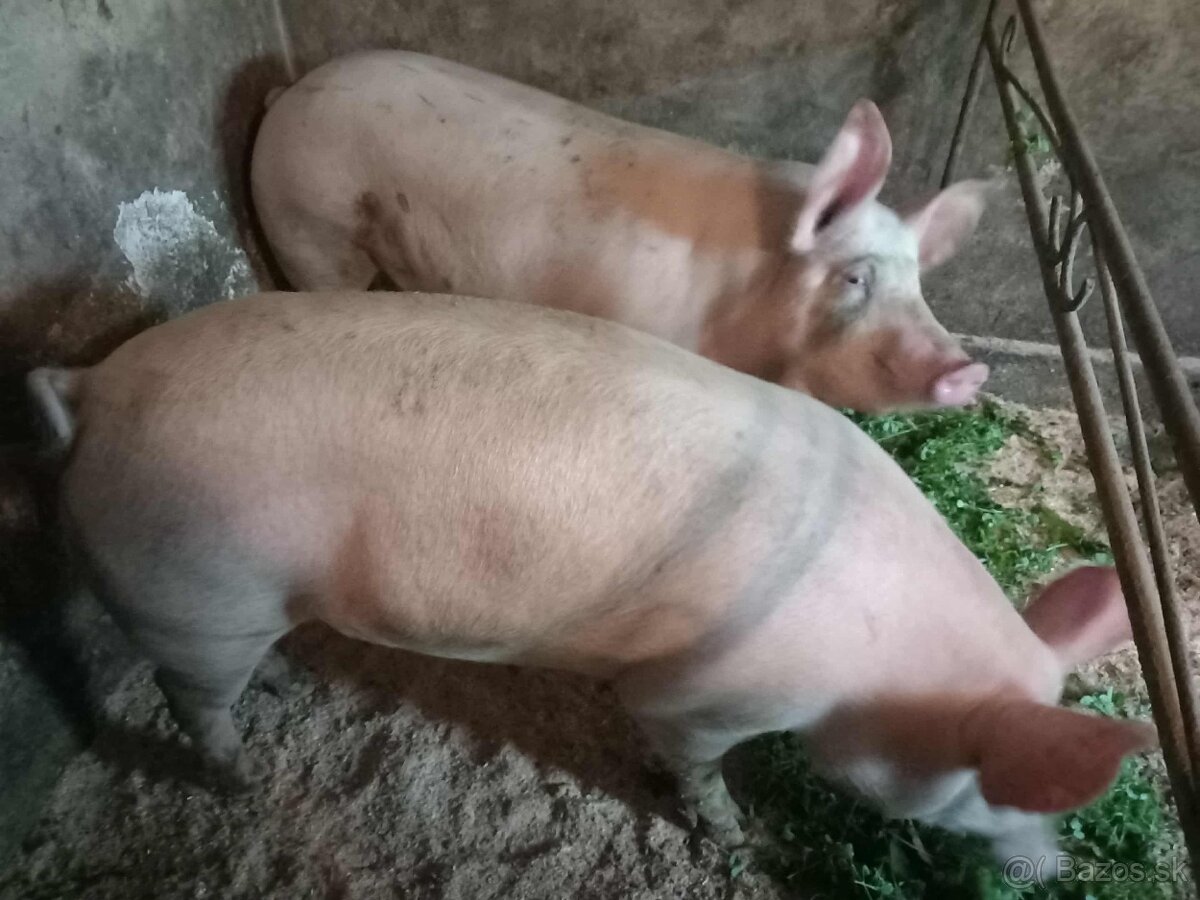 Jatočné ošípané - 4