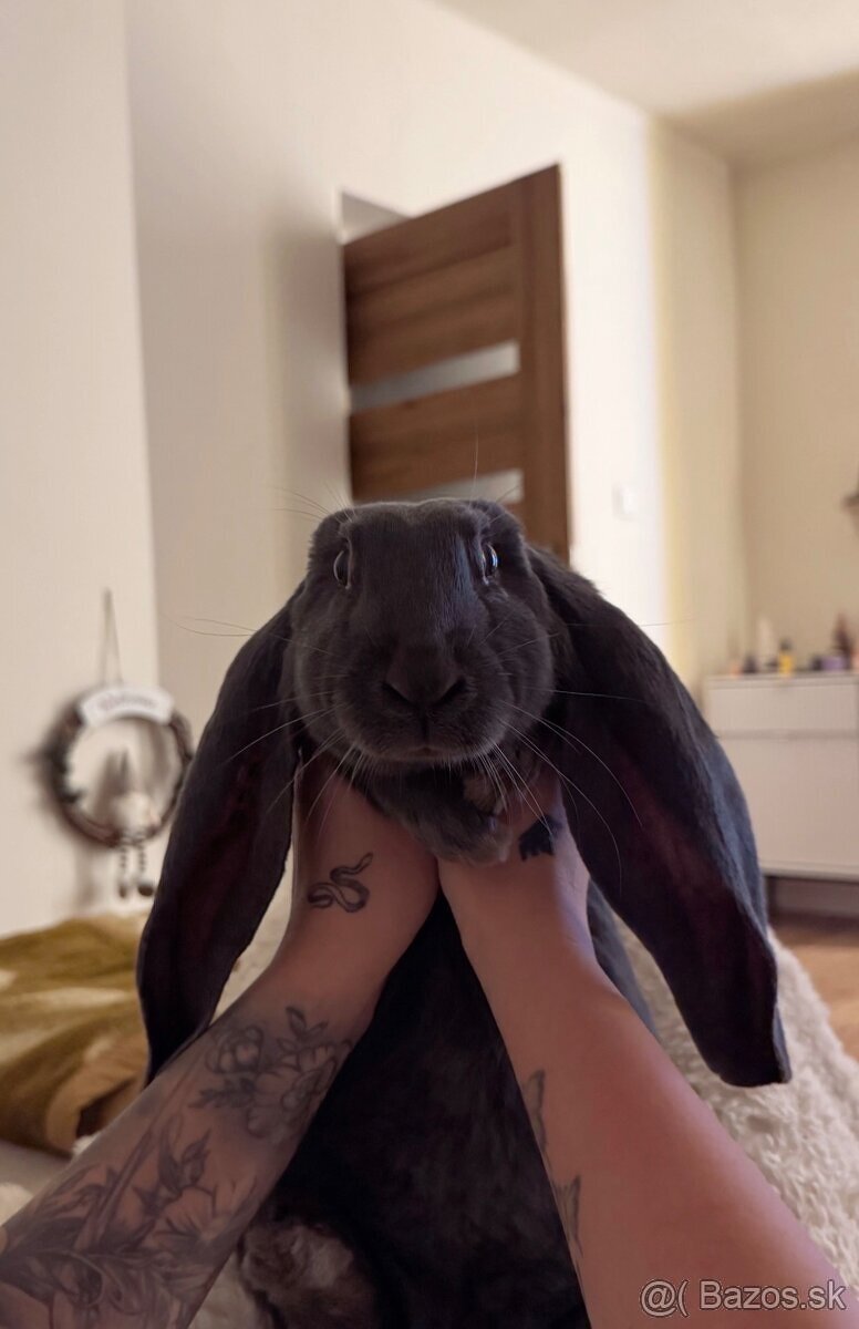 Anglický barenček s pp - 4