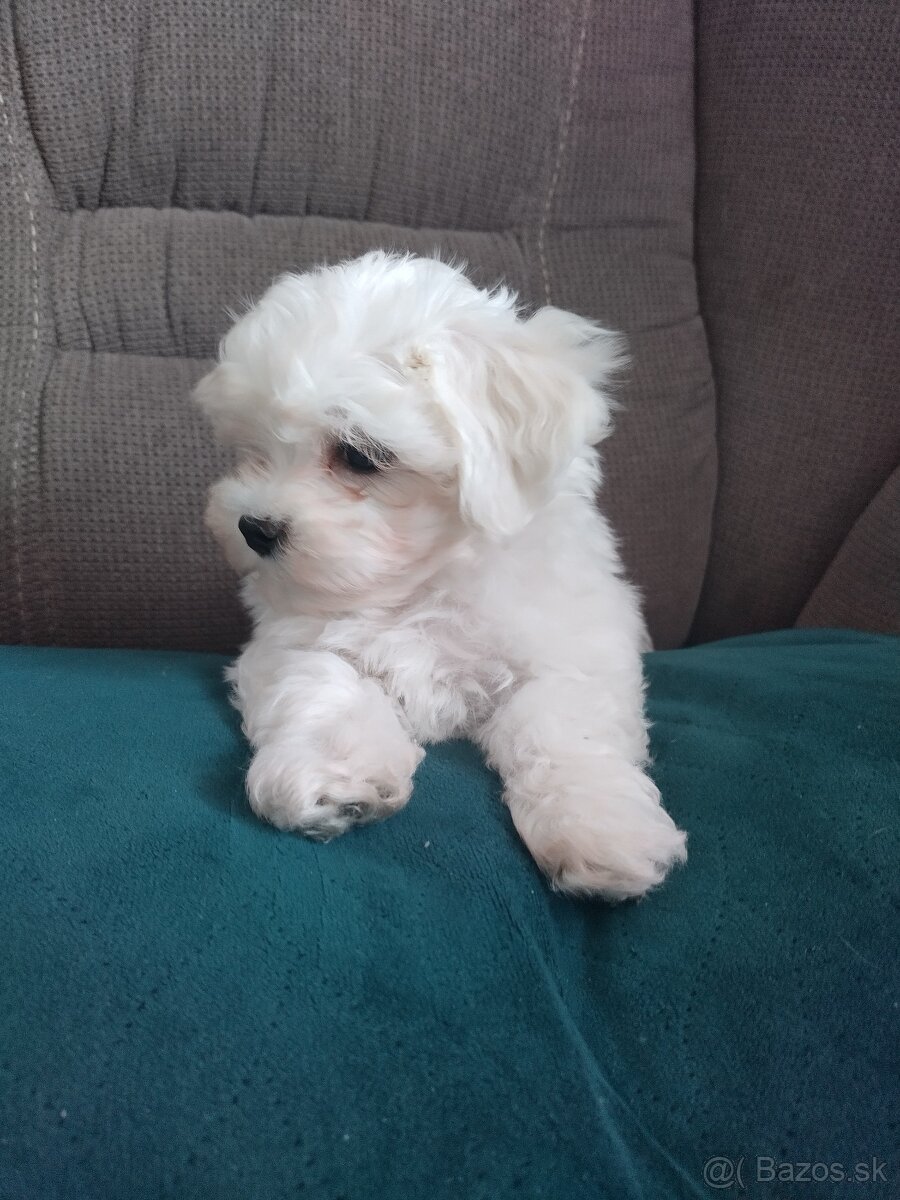 Mini maltezák - 4