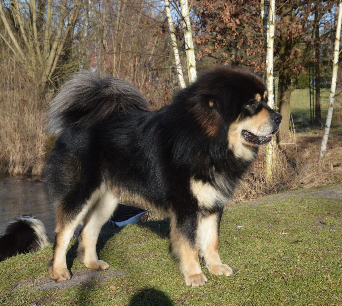 Tibetská doga šteniatka s PP po špičkových rodičoch - 4