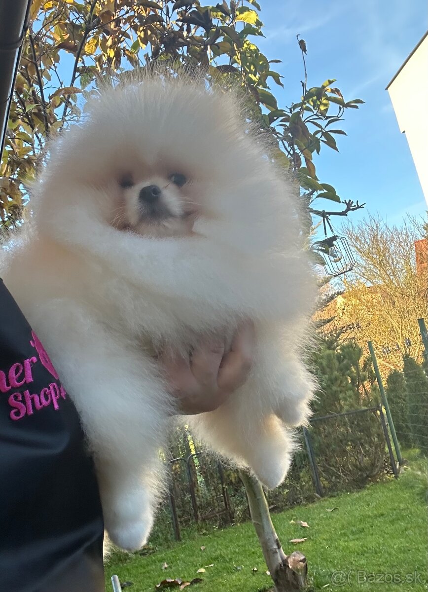 Pomeranian s pp FCI - 4