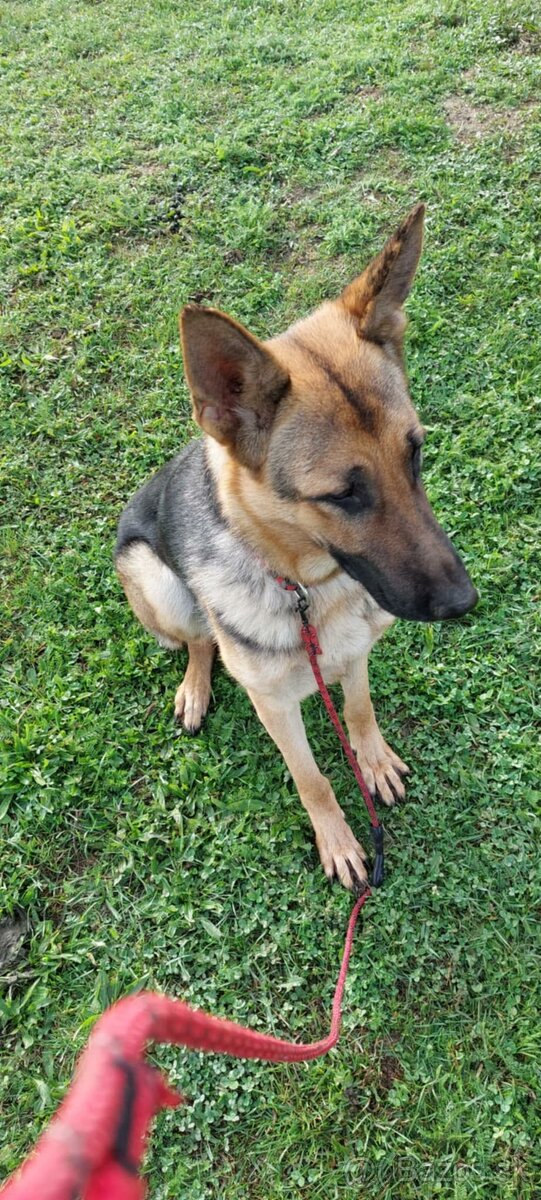 Nemecký ovčiak -sučka - 4