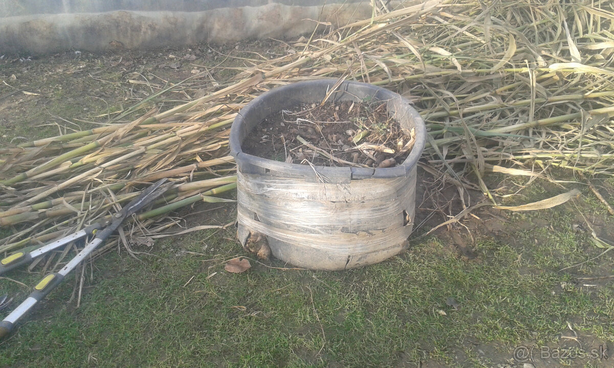 trstina obrovská-Aruna-ARUNDO DONAX-Trsteník - 4