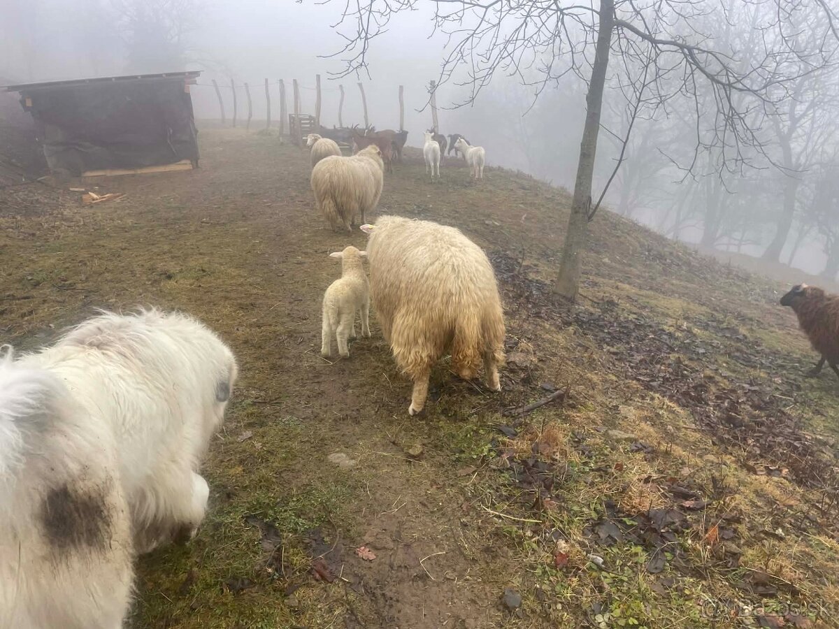 Slovenské ovečky/barančeky / ZOŠĽACHTENÁ VALAŠKA - 4