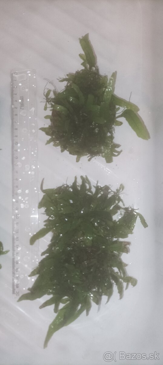 Predám Microsorum - 4