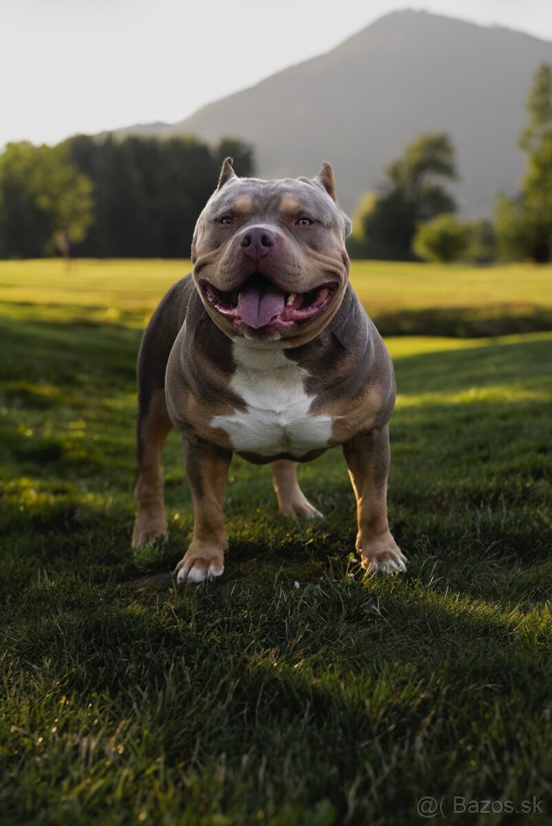 AMERICAN BULLY KRYTÍ - 4