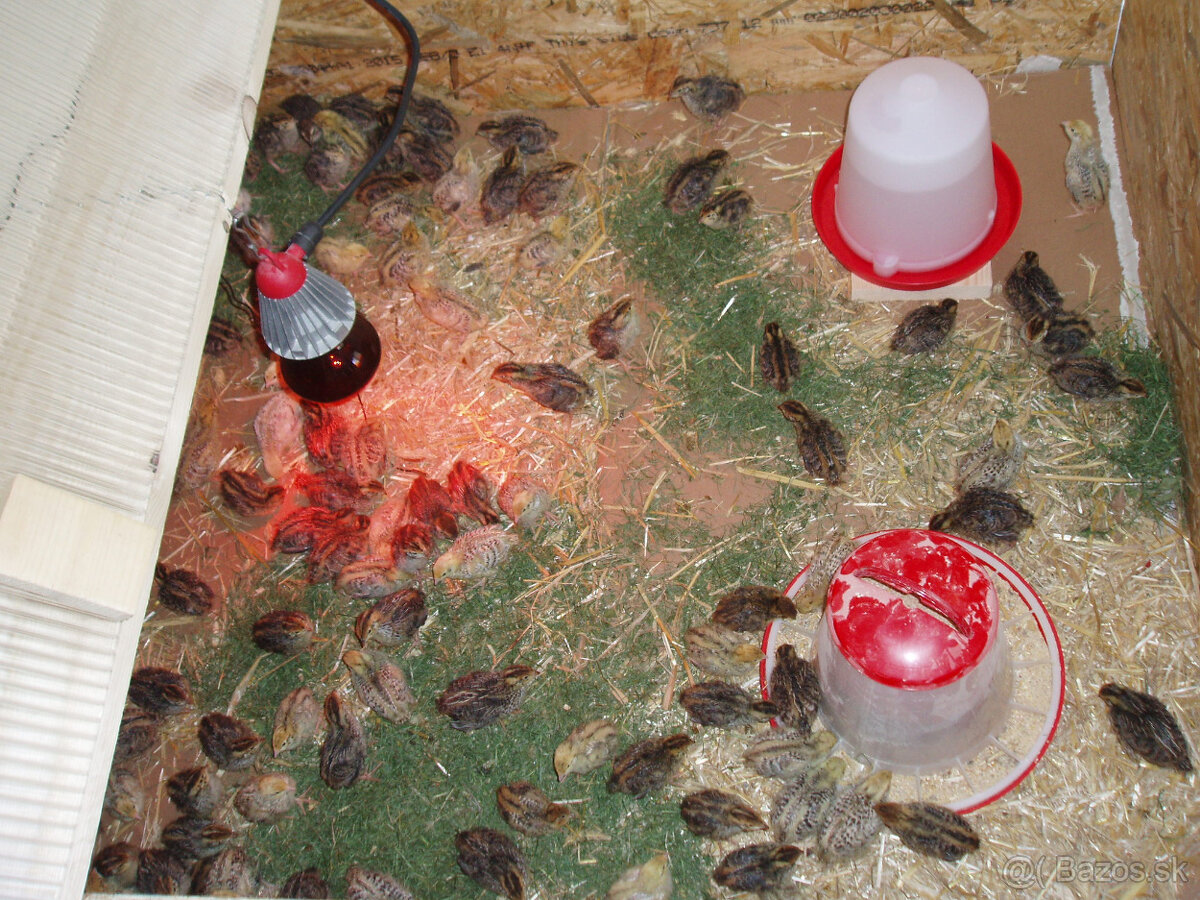 prepeličie vajíčka - 4