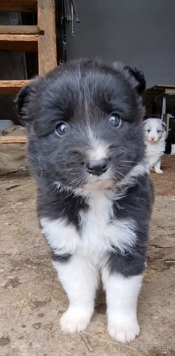 Steniatka border kolia - 4