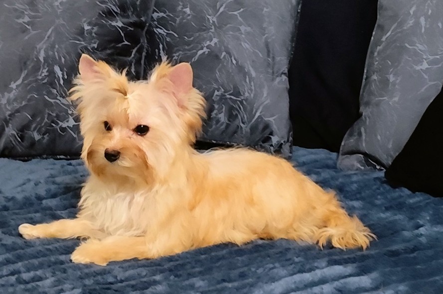 Yorkshire terrier - 4