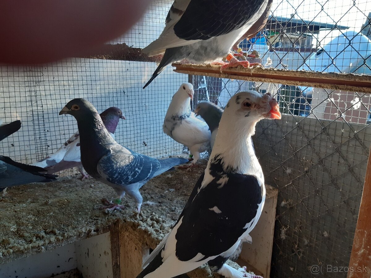 Predám poštové holuby - 4