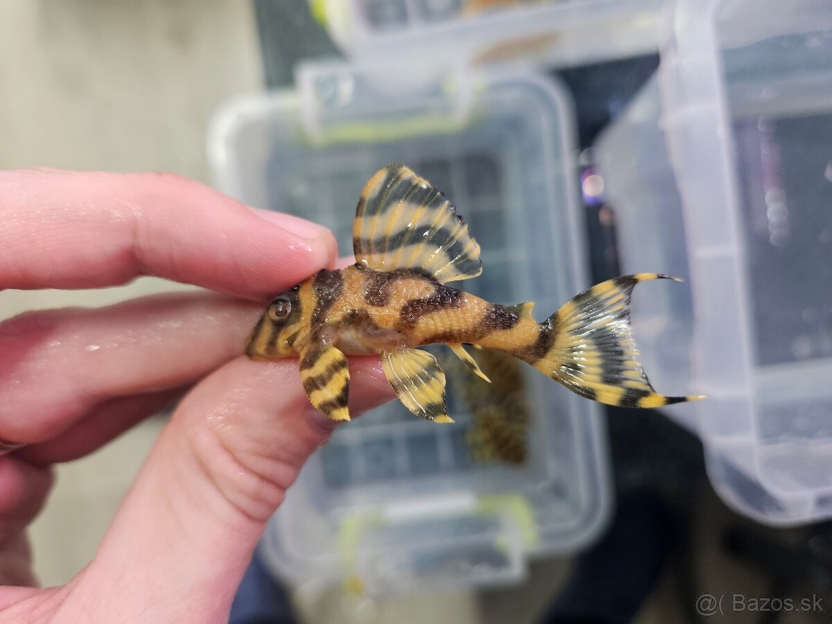 L 333 Gold line AAA - odchov - 4