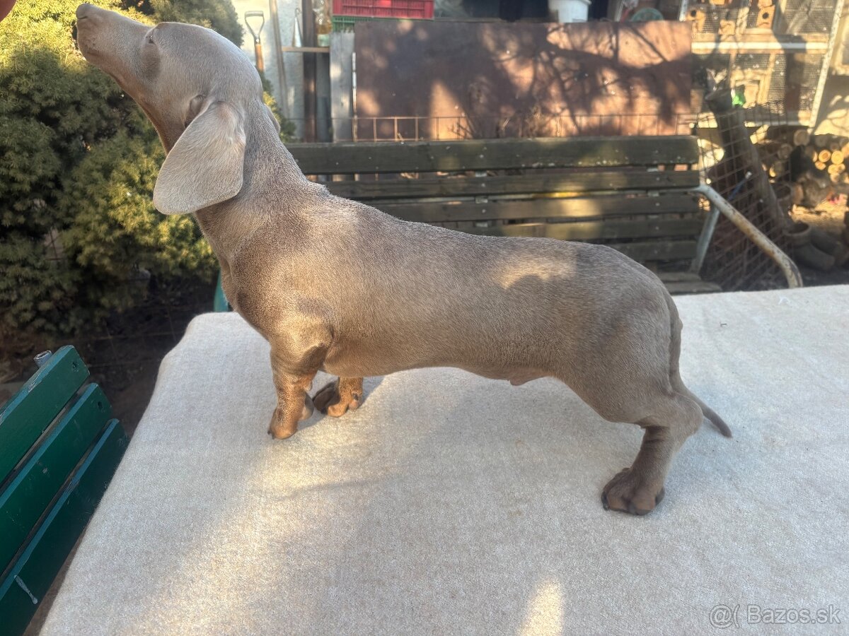 Jazvecik izabela - Dohoda - 4