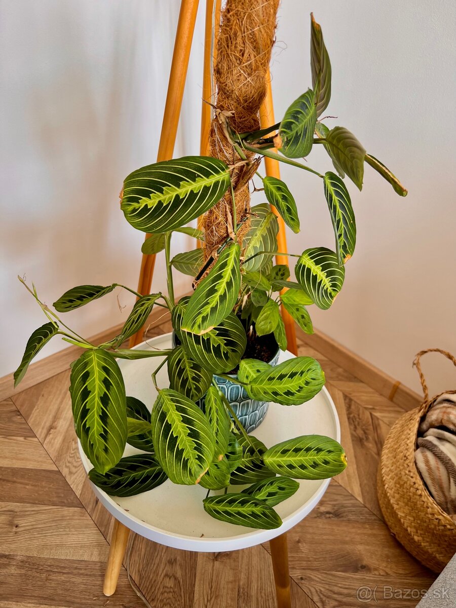 Raritné rastliny - 4