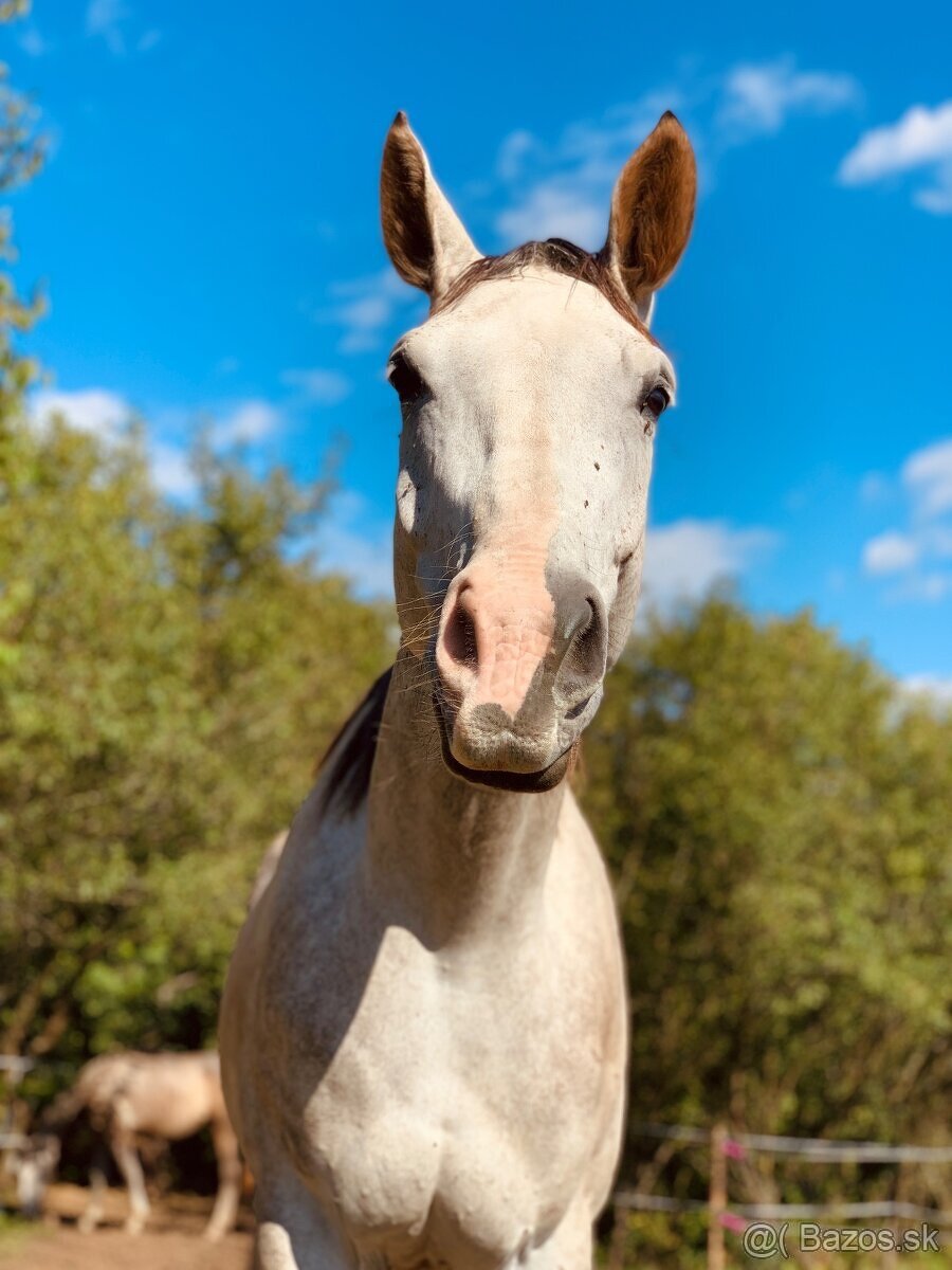 Krásny 6 ročný valach - 4
