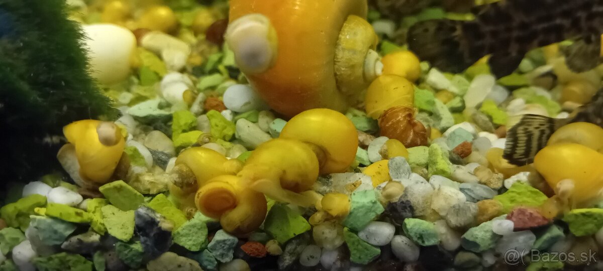 Ampularia žltá - 4