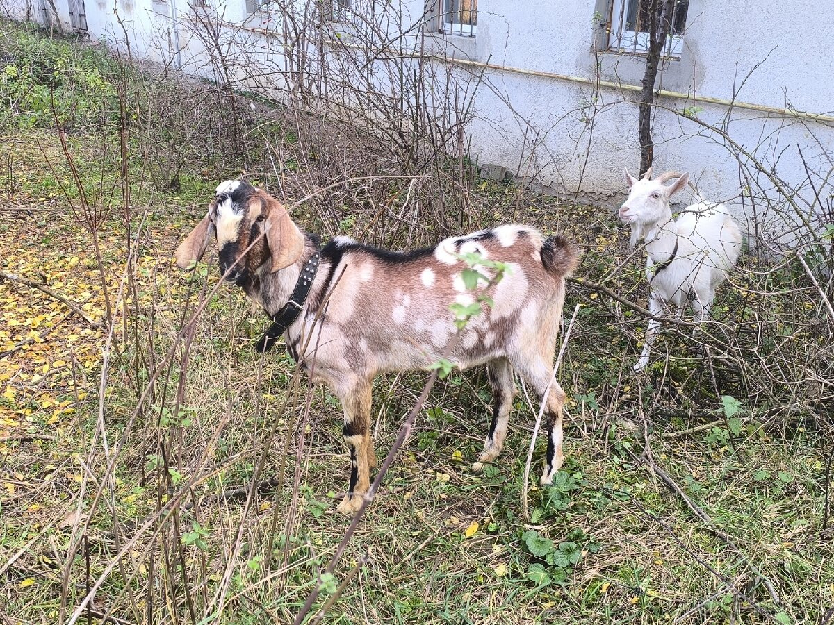 Anglonubijsky podielovy Capko pripustanie,predaj - 4