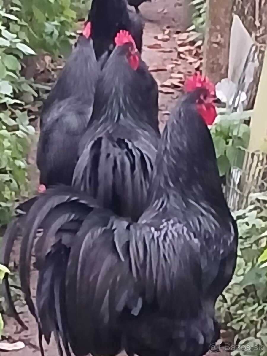 Australorpka - 4