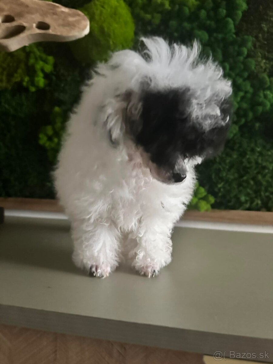 Trpasličí pudlík pudel - 4